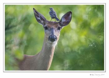 doe with bird.jpg